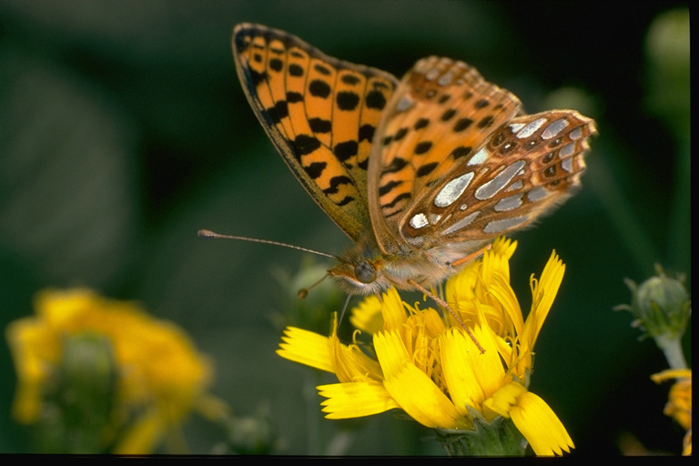 Schmetterling